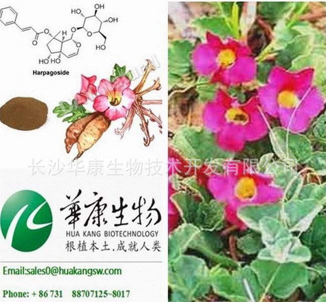 钩果草提取物 南非钩麻提取物 植物提取物工厂