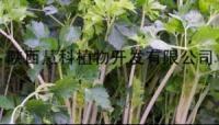 芹菜素价格 品牌:陕西慧科 陕西西安 规格:98% 含量98%-盖德化工网