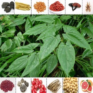 【淫羊藿提取物 淫羊藿甙/苷 保健原料 制药原料植物提取物