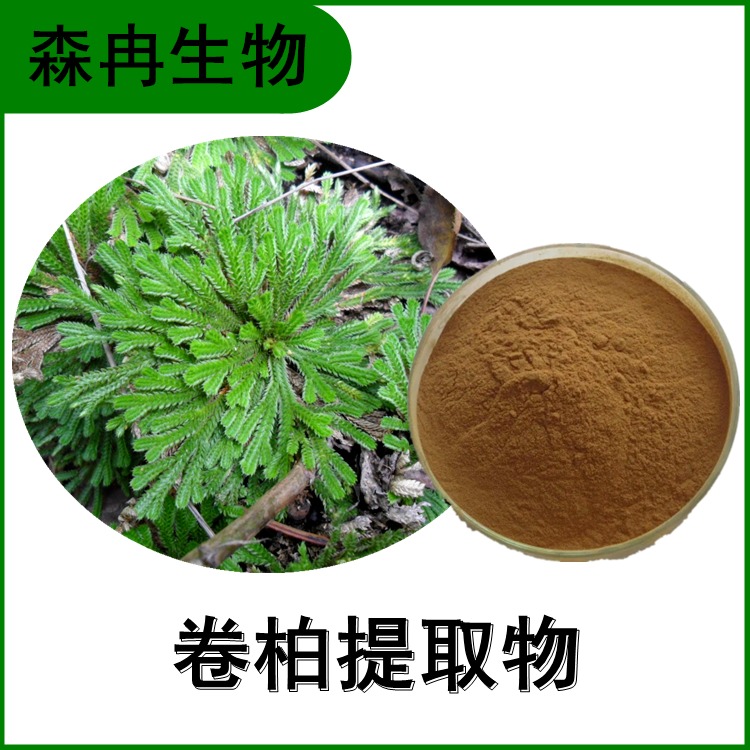 卷柏提取物 海魂草浓缩粉 回阳草浸膏粉 比例提取 1公斤.