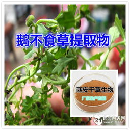 鹅不食草真空干燥粉优质原料植物提取物招商 西安 植物提取物