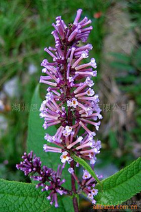 【密蒙花提取物 密蒙花苷 全花】 密蒙花苷 全花 黄色粉末 上海 植物提取物 价格 批发_