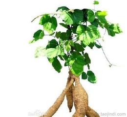 供应植物提取物 可靠的植物提取物厂家货源 供应信息