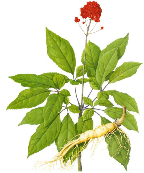 多种植物提取物如何凸显抗癌神效