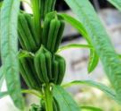 番茄红素价格_番茄红素_陕西西安市番茄红素生产供应商_植物提取物尽在搜了网