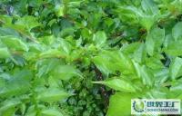 Amorphophalms konjac直销魔芋[供应]_植物提取物_世界工厂网中国产品信息库