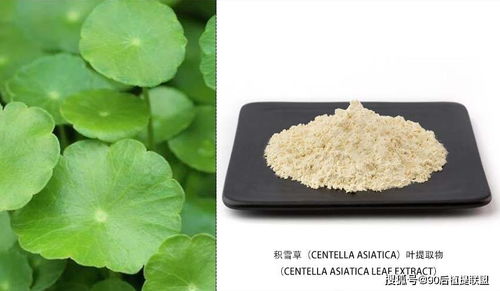 2020 最新植物提取物 化妆品原料 前沿热点点评