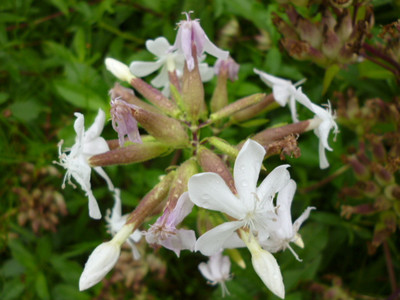 肥皂草提取物 10:1 石碱花提取物 森冉生物