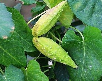 奶浆子提取物 天浆壳提取物10:1 森冉生物