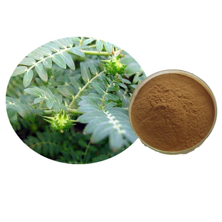 兴东诚 刺蒺藜皂甙 厂家 刺蒺藜提取物10:1 植物提取物 - 爱企查