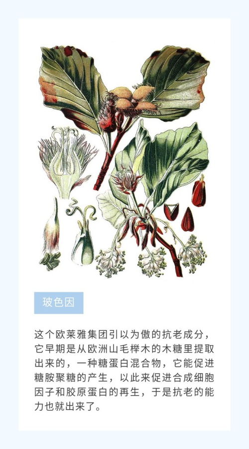 植物护肤品,植物提取物,怎么又成智商税了