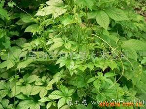 植物提取物;矿物微量元素;大豆异黄酮;银杏提取物;葛根提取物;重质碳酸钙;L-乳酸钙;乳酸镁;乳酸亚铁;乳酸锌;_植物提取物 食品添加剂 _中国 广东 广州市 广州市天河区中山大道中77号之一时尚明苑1510_广州昊翔生物科技_