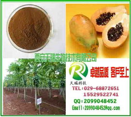 番木瓜粉 中国西安 天瑞生物 植物提取物