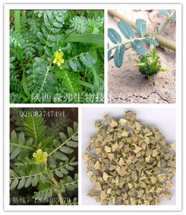 植物提取物-刺蒺藜提取物 90%男性壮阳补肾原料-植物提取物尽在阿里巴巴-陕西森.
