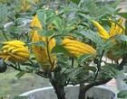 10:1/20:1佛手提取物/合健生物生产厂家现货[供应]_植物提取物_世界工厂网中国产品信息库