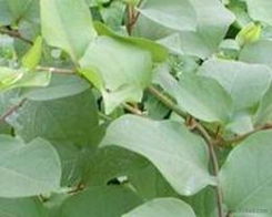 植物提取物批发 可靠的植物提取物厂家货源 供应信息