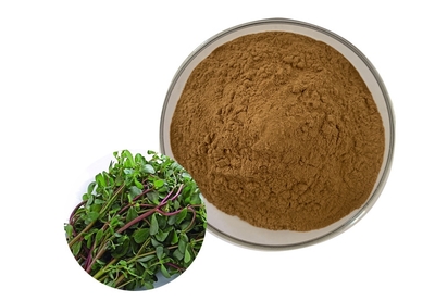 马齿苋提取物 速溶马齿苋粉 浓缩原料