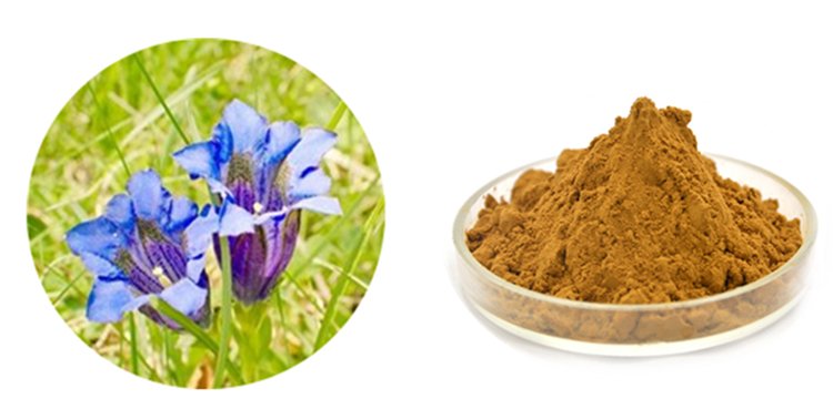 龙胆草提取物 龙胆苦甙 天然植物提取 资质全 包邮