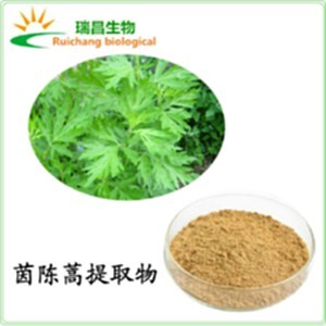 茵陈 植物提取物 茵陈浸膏粉 批发供应 陕西瑞昌 茵陈图片