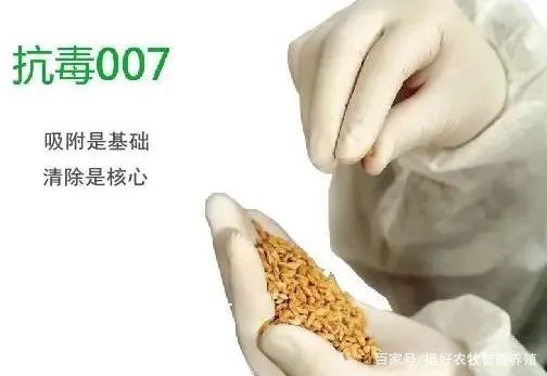 多雨天气 猪场霉菌毒素问题,应这样处理