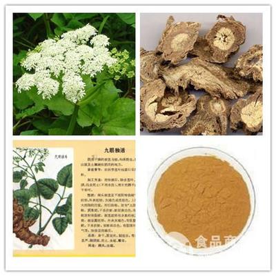 独活提取物在宁夏地区的发展与应用