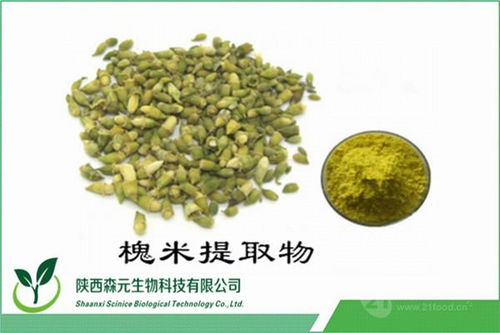 槐米提取物 纯天然植物提取物价格解析与厂家直供优势