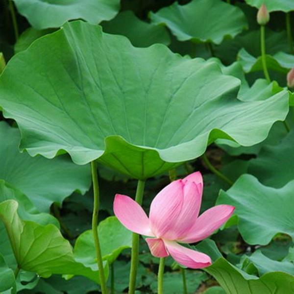 西安地区荷叶提取物批发价格及市场分析