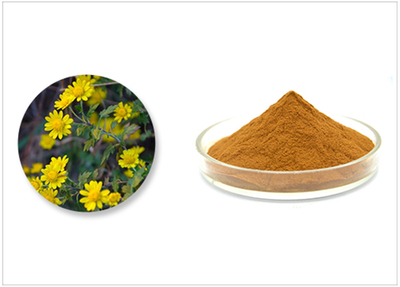 野菊花提取物的多重功效与应用前景
