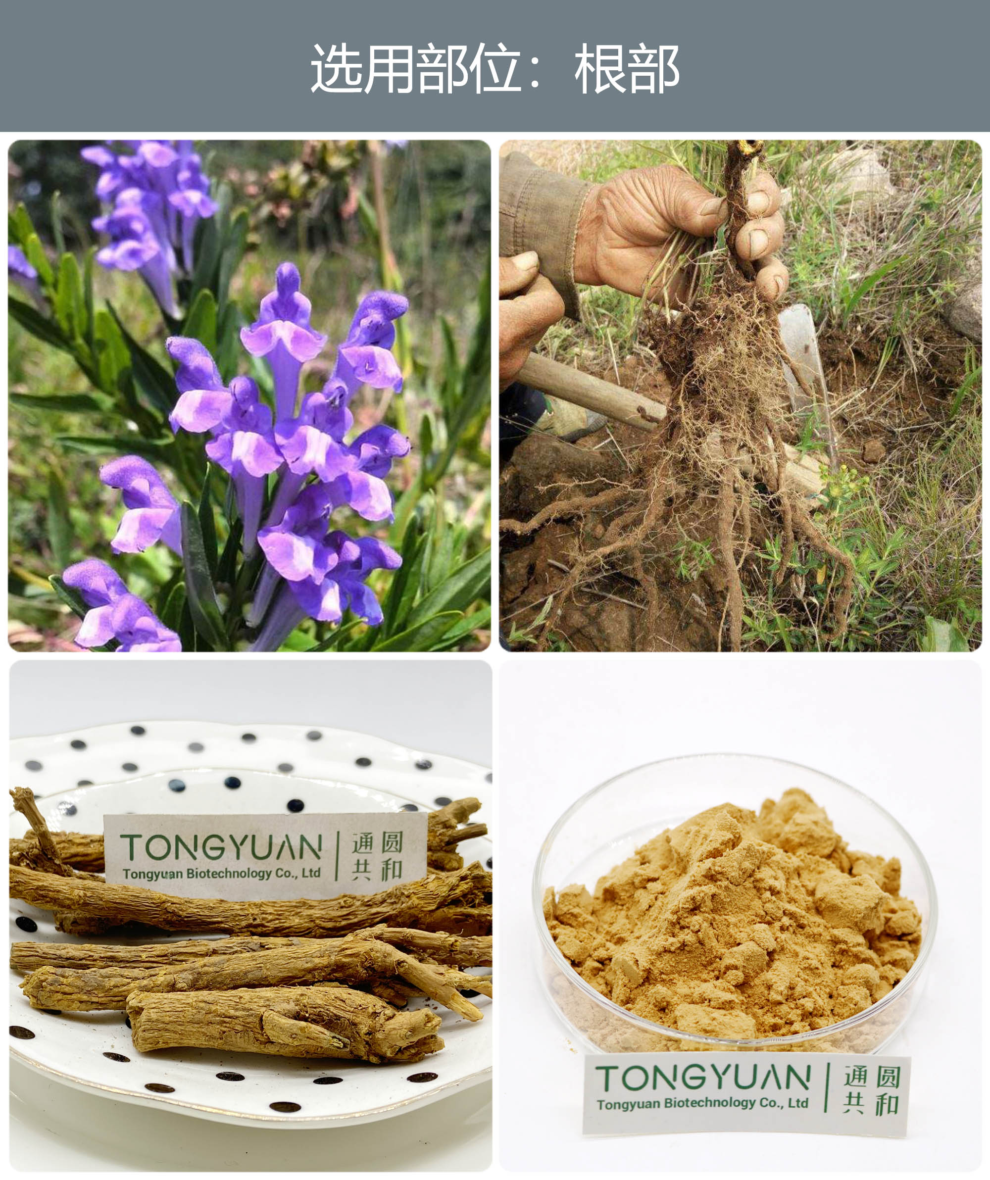 黄芩提取物 优质植物提取物引领健康食品新风尚