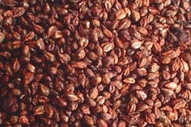 探索植物精华 精选植物提取物产品及其应用